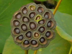 penyakit pelik buah biji teratai